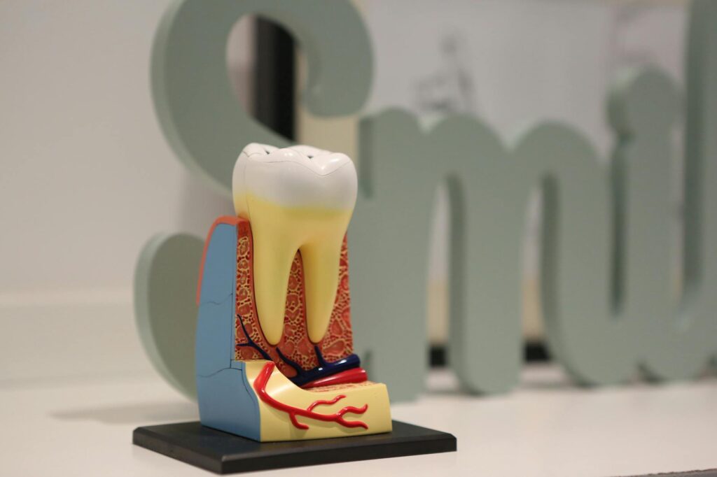 a model of a tooth